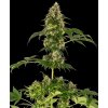 Konopné semínko 0000247 cobalt haze feminized se