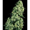 0000272 Konopné semínko skunk 1 feminized seeds