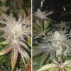 Konopné semínko orange bud (4)