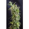 Konopné semínko Widow Grail 2.jpeg (1)