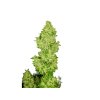 Konopné semínko agyseed west coast trichomy.jpg