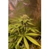 Konopné semínko After 8 OG feminisierte von Sumo (1)