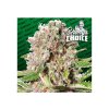 Konopné semínko paradise seeds mendocino skunk