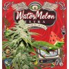 Konopné semínko 1 T.Seeds Watermelon Ultra 710 p (1)