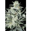 Konopné semínko Sensi Star Cannabis Seed