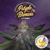 Konopné semínko 1 Purple Banana Cream promo (1)