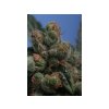 3633 2 sage n sour1 t h seeds s