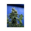 Konopné semínko 3633 1 sage n sour t h seeds sa