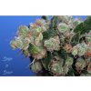 3633 3 t h seeds sage n sour f