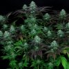 darkstar 1