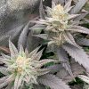 Silent Seeds Starfire OG