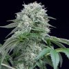 Silent Seeds Starfire OG