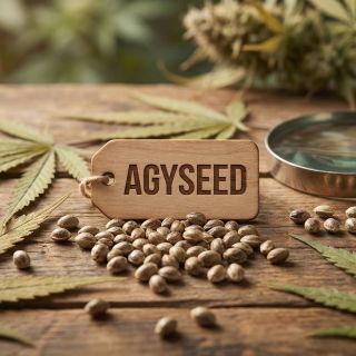 Správný sběratel ví, že kouzlo se skrývá v genetice. V Agyseed pro vás vybíráme jen to nejlepší, co světová scéna nabízí....