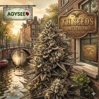 🇺🇸 Kdo naučil Evropu milovat americkou genetiku? 🇳🇱 Seznamte se s legendou! T.H. Seeds nejsou jen další obyčejná...