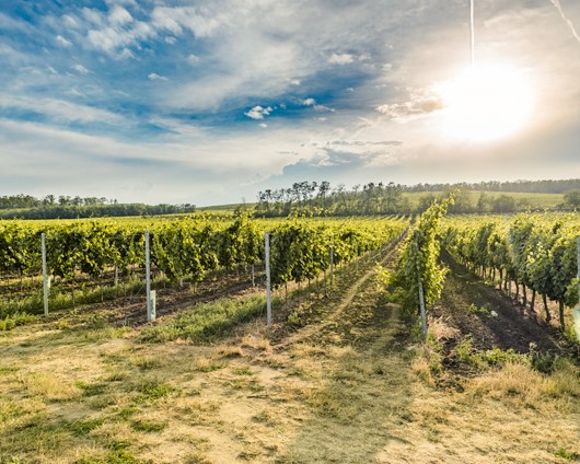 Vinice Vinofol v okolí Novosedel a Pálavy