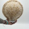 Boho Morská Mušľová Lampa - Veľká Vzorovaná Okrúhla - 30 cm (Varianta Veľká Vzorovaná Okrúhla - 30 cm)