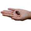 2.54cm Shiva Lingam - 3 Kamene