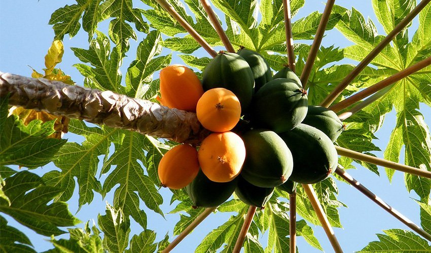 Where-do-Papayas-come-from