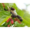 organic mulberry fruit tree green leaves black ripe red unripe mulberries branch tree red purple mulberries tree fresh mulberry provides fiber nutrients highly beneficial