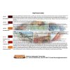 Pigmentek és színek készlete LifeColor SPG03 RUST