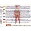 Set kamuflážnych farieb LifeColor CS04 GERMAN WWII UNIFORMS SET1