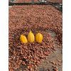 cocoa pods and beans