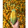 ThaicacaoPod