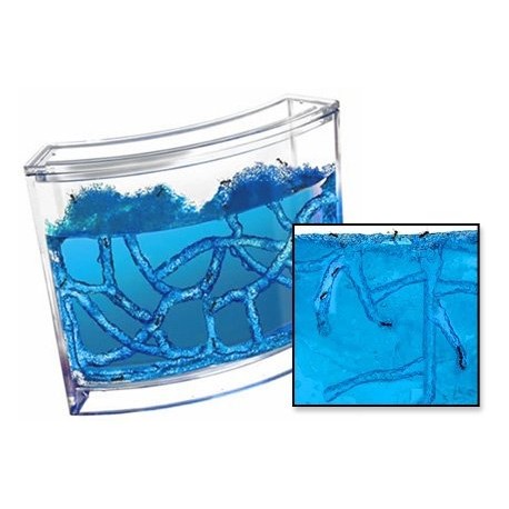 Hangyafarm - antquarium