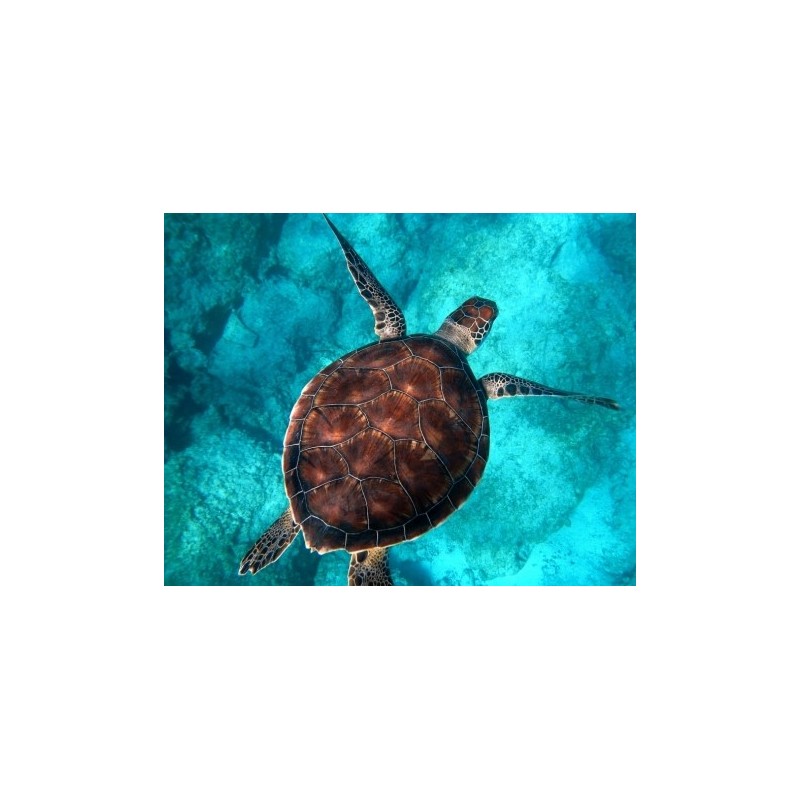 5D gyémánt mozaik – Teknős