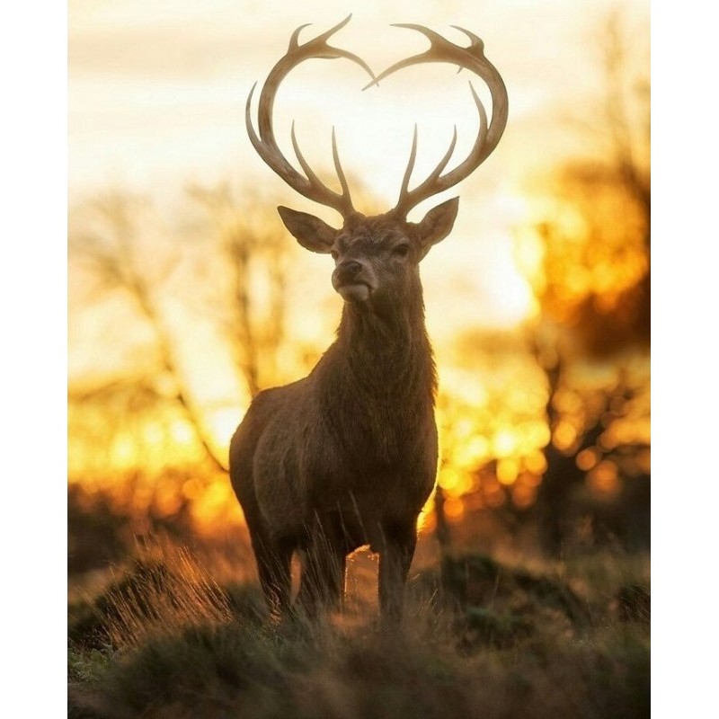 5D gyémánt mozaik – Felség