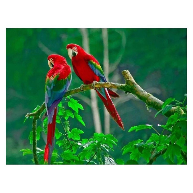 5D gyémánt mozaik - Papagáj