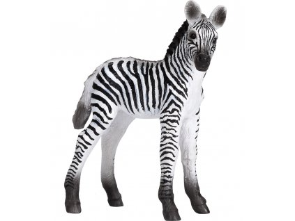 Mojo Zebra mládě