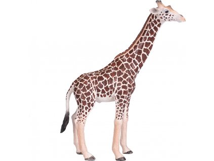 Mojo Žirafa samec