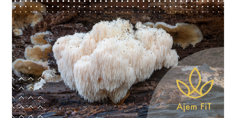 Houba Lion's Mane (Hericium): Přírodní zázrak pro tělo i mysl