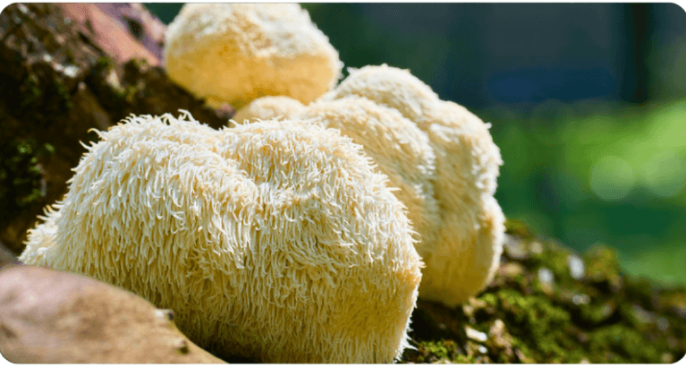 Houba Lion's Mane (Hericium): Přírodní zázrak pro tělo i mysl