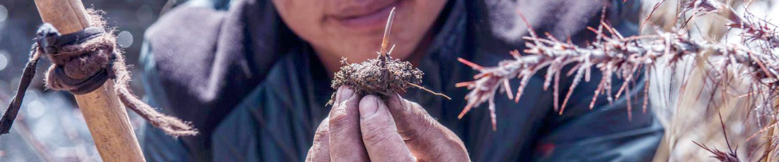 CORDYCEPS NEPÁL ZBĚR