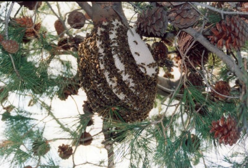 Bio raw med z ikarie borovice a divoke kvety