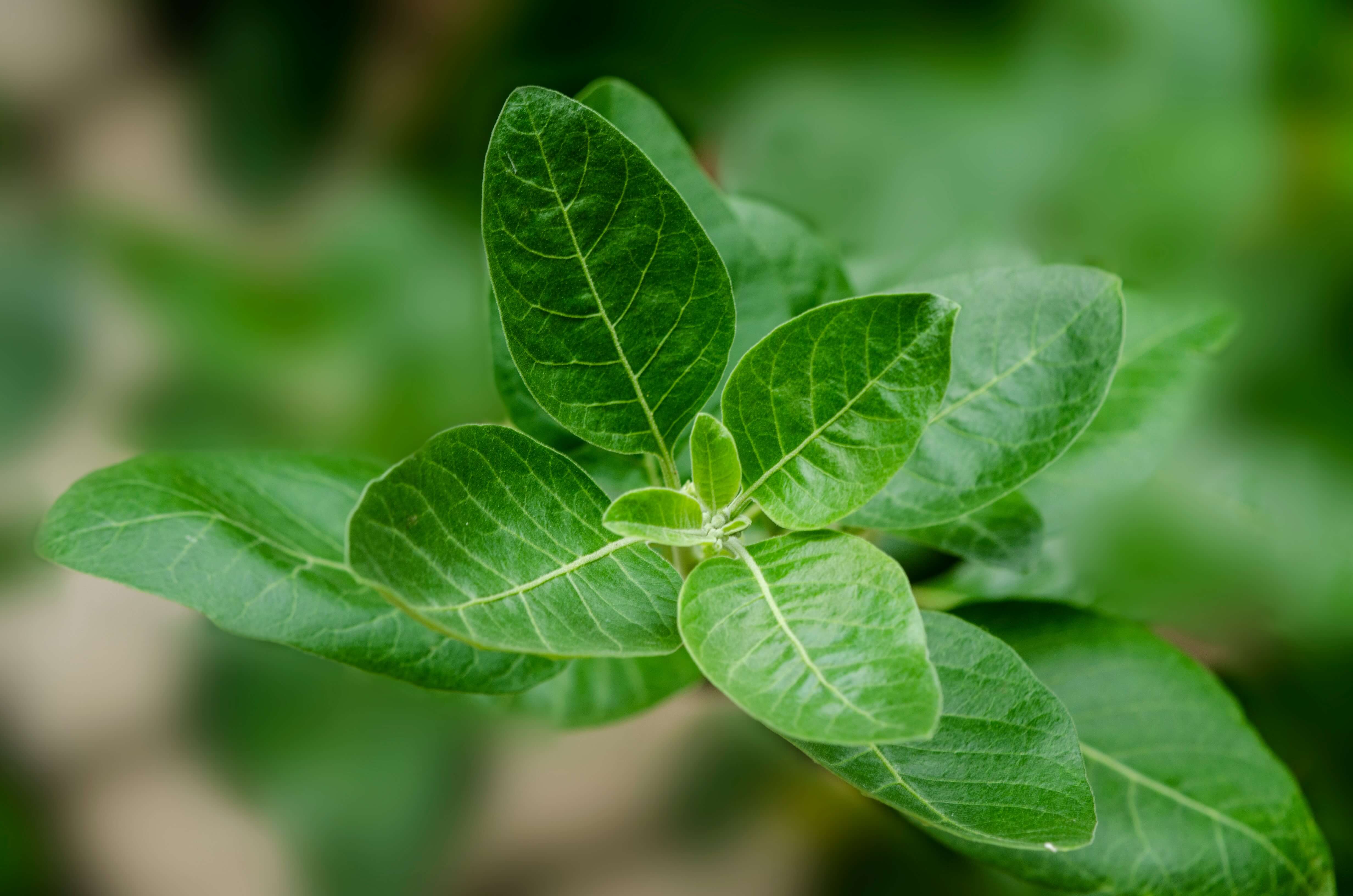 ASHWAGANDHA KSM66 (30g) -120 kapslí (AjemFiT)