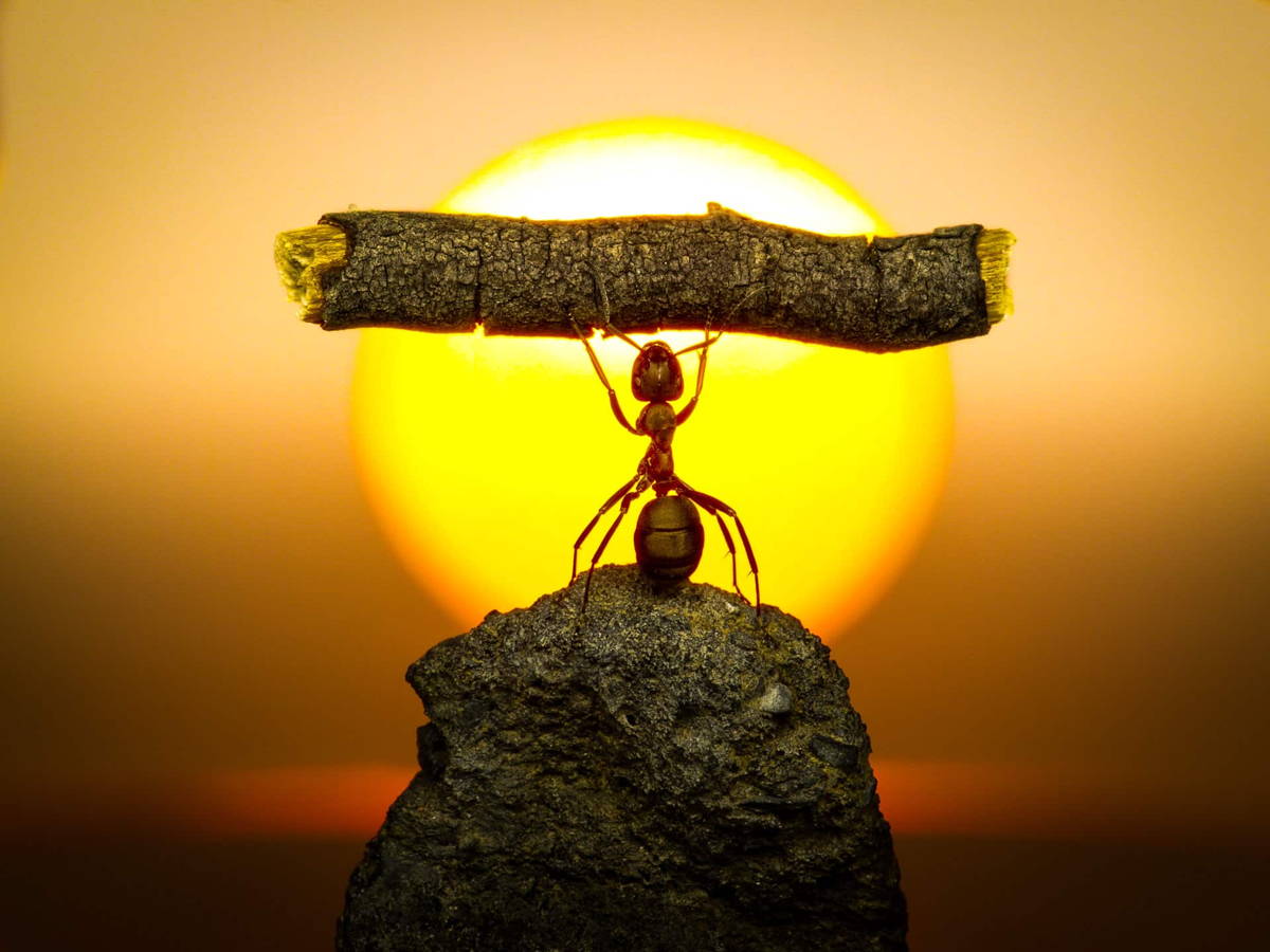 Black ant lift.