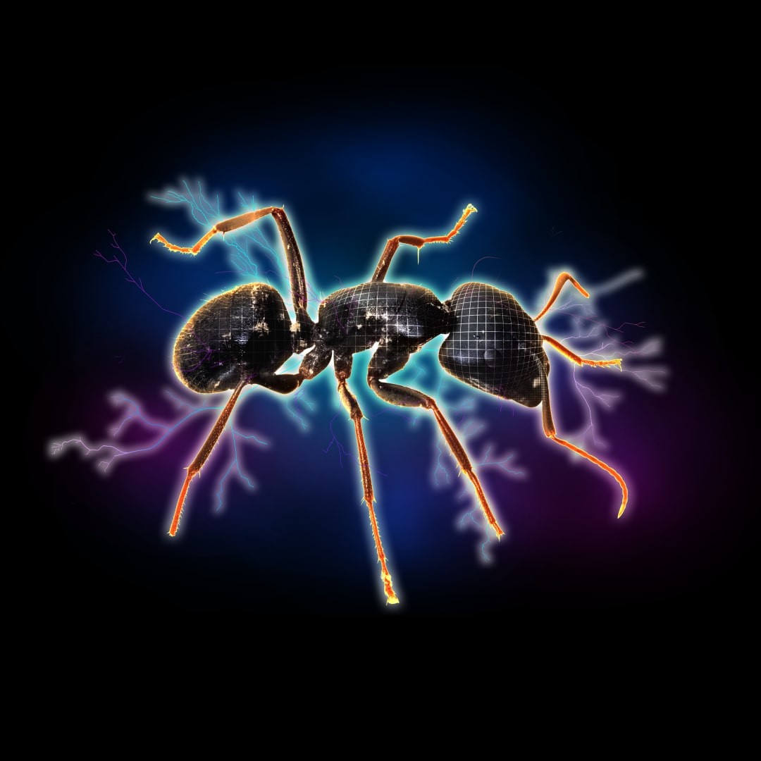 Extrakt z černých mravenců (Polyrhachis vicina Roger) -100g