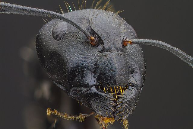 Black ant.