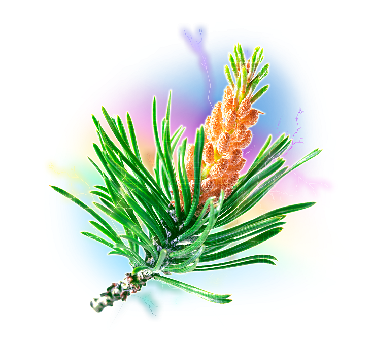 Di tao divoký Borovicový pyl