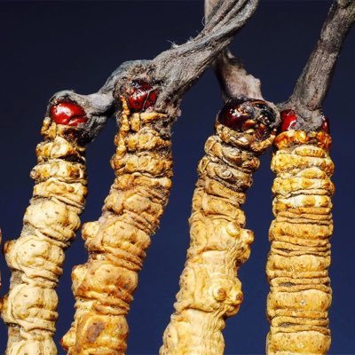 Cordyceps sinensis.
