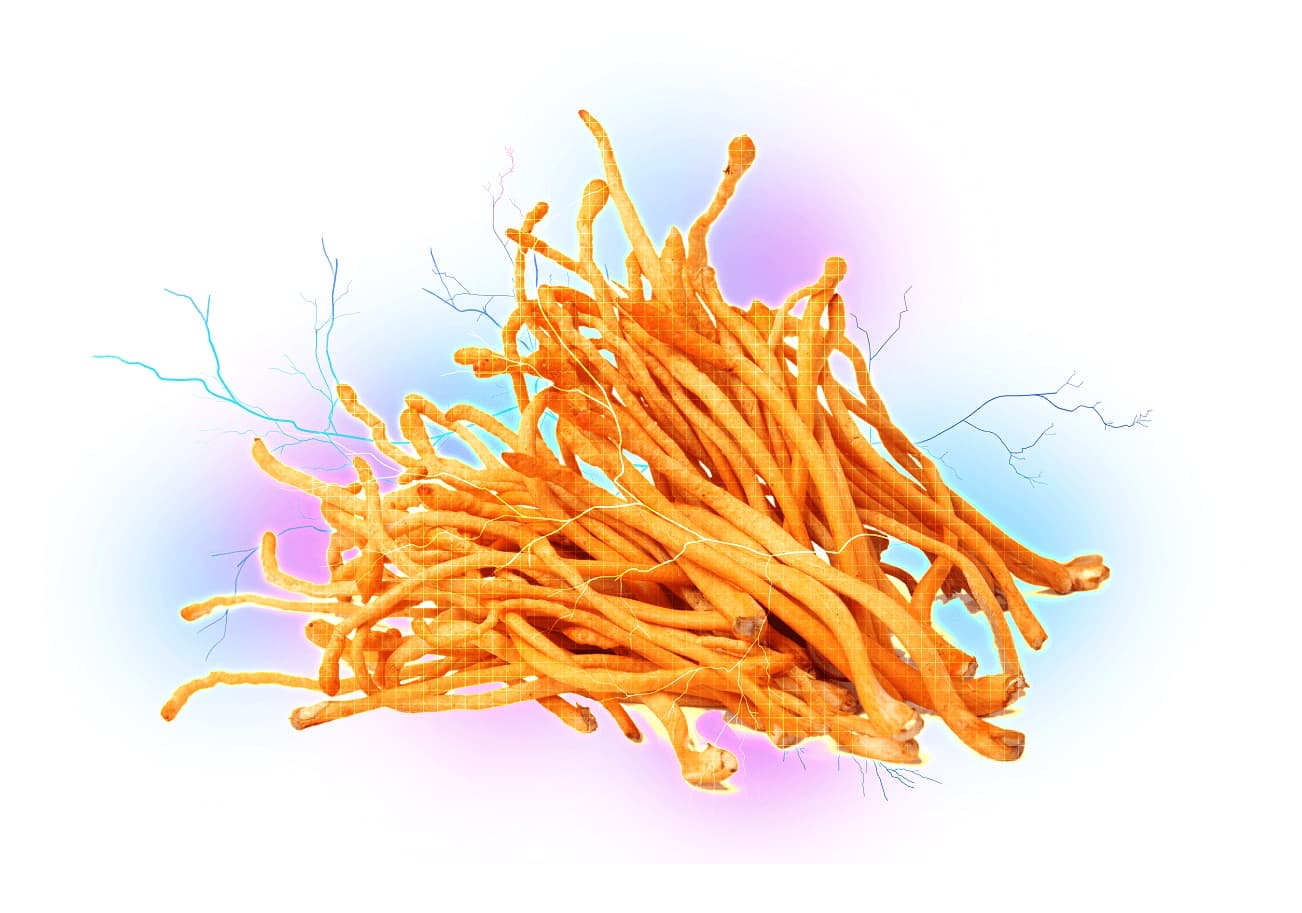 Cordyceps militaris