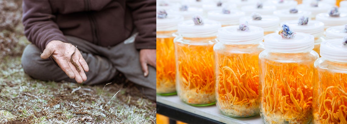 Porovnaníú cordyceps sinesis a militaris.