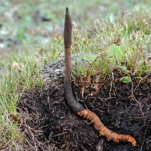 cordycesps