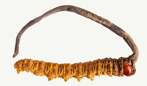 Cordyceps