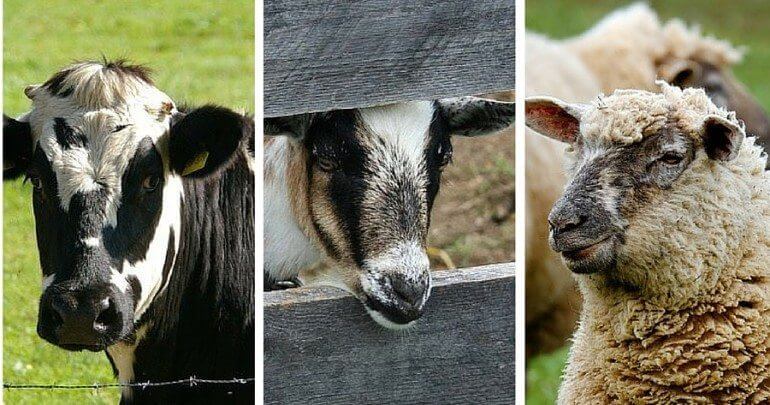 Kravské, kozí a ovčí kolostrum – porovnání