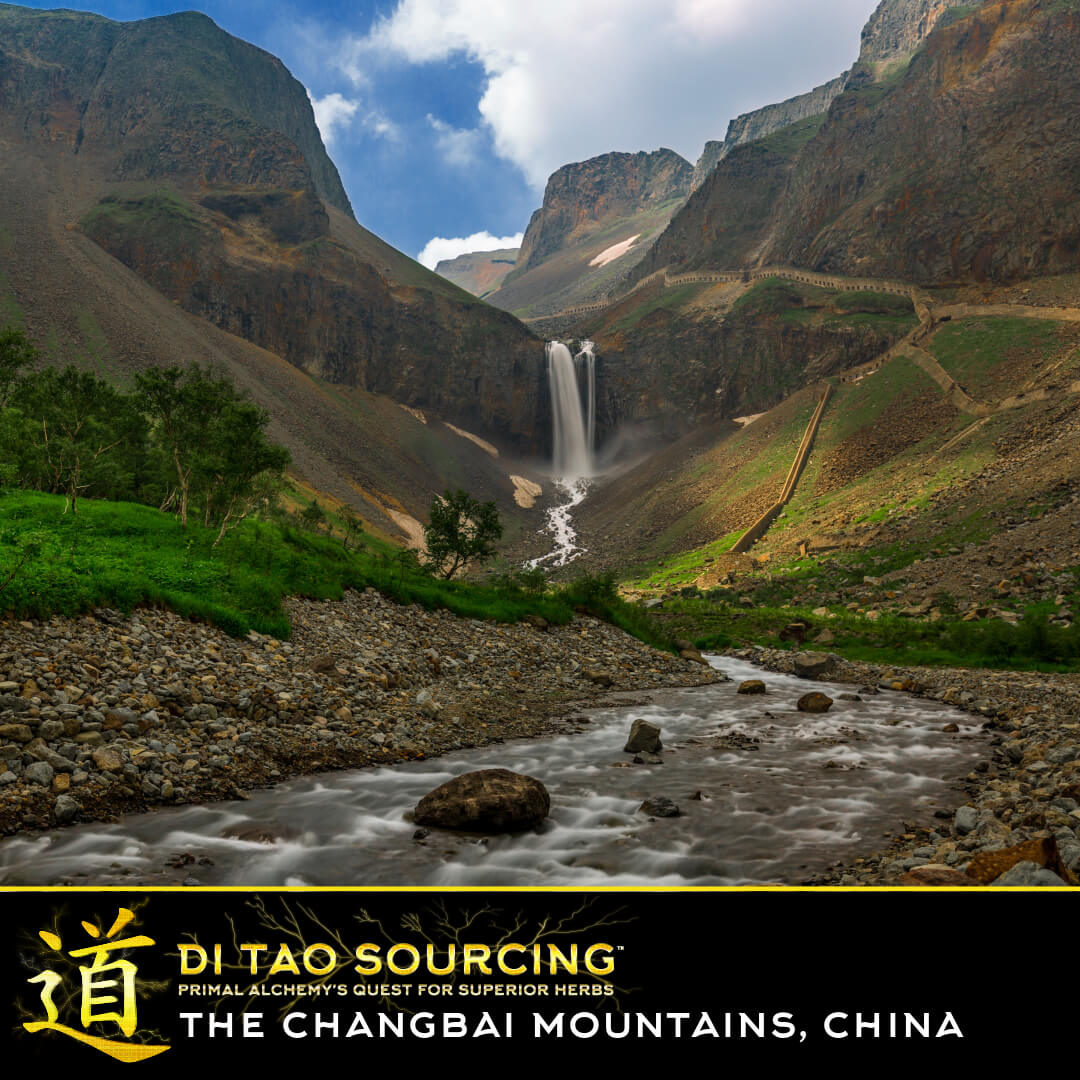 Di tao china.
