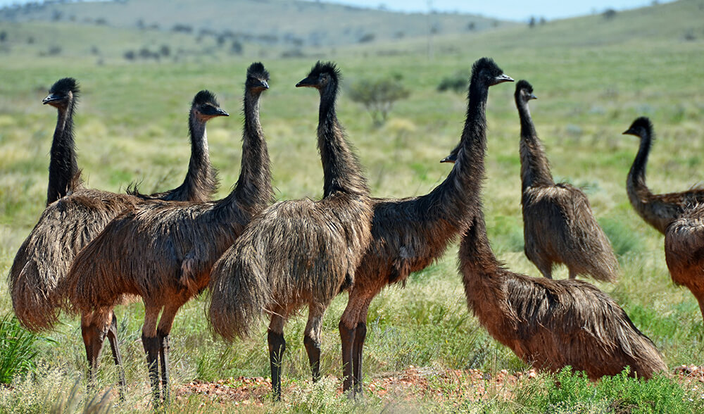 pšstros emu